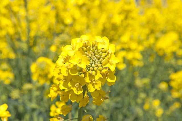 canola