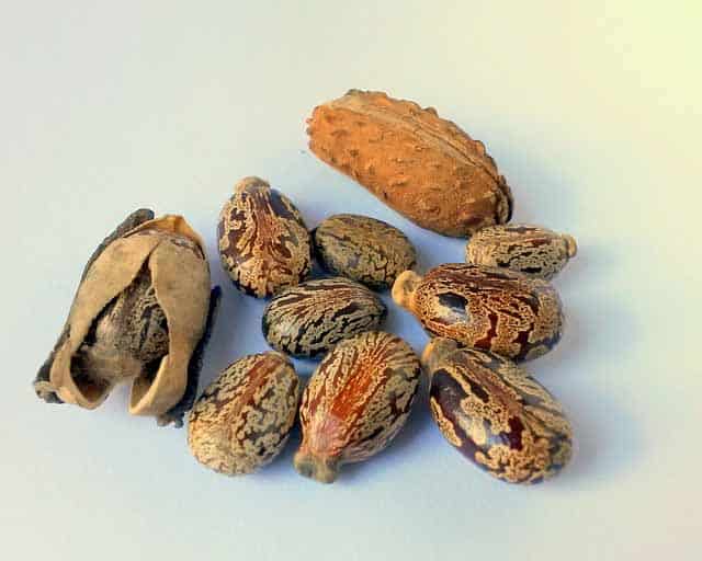 castor seeds