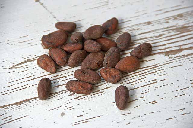 cocoa bean