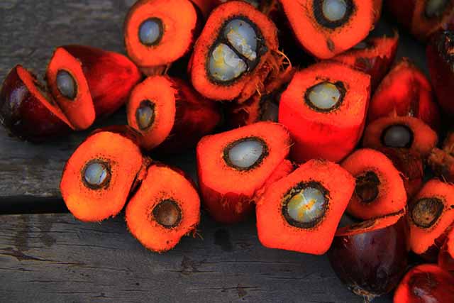 palm fruit